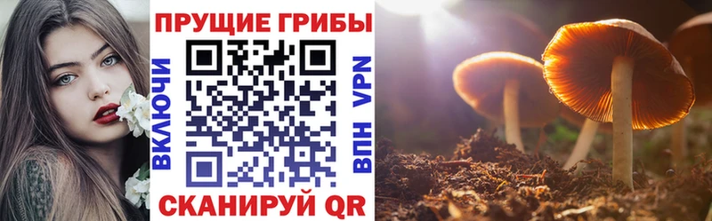 Псилоцибиновые грибы Cubensis Камышлов